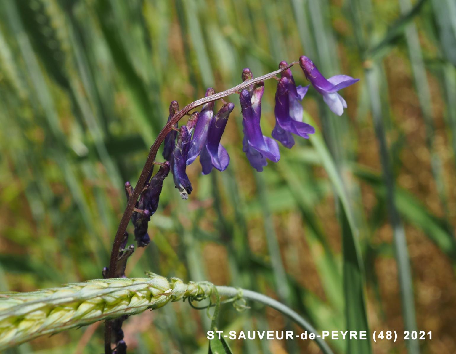 Vetch, Fodder